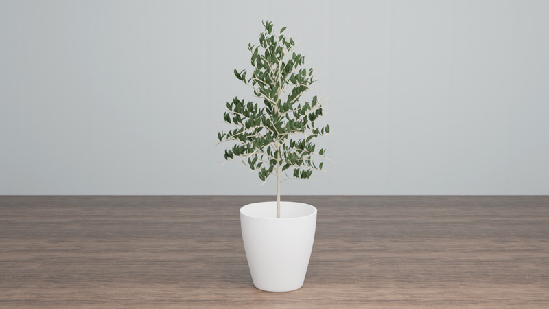 Blender2.9で観葉植物のオリーブの木を制作